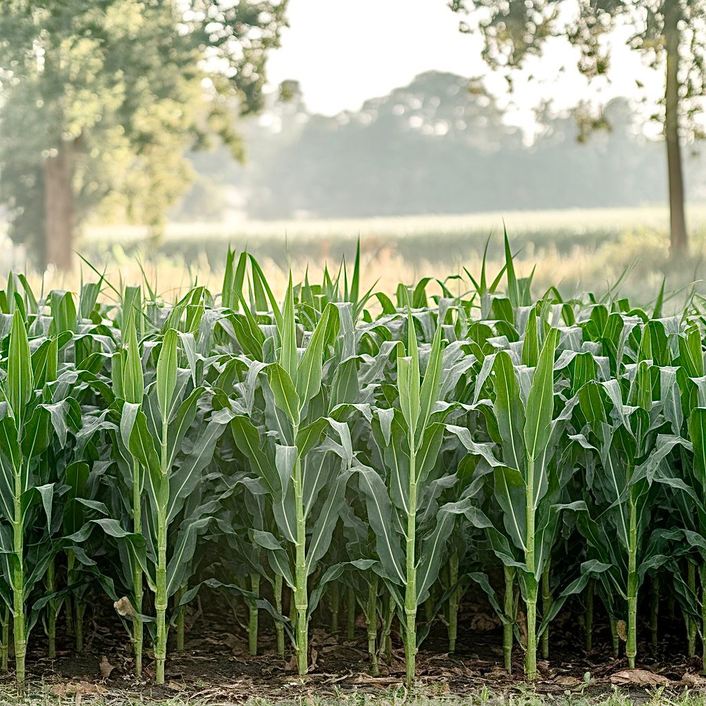 Green agricultural fields