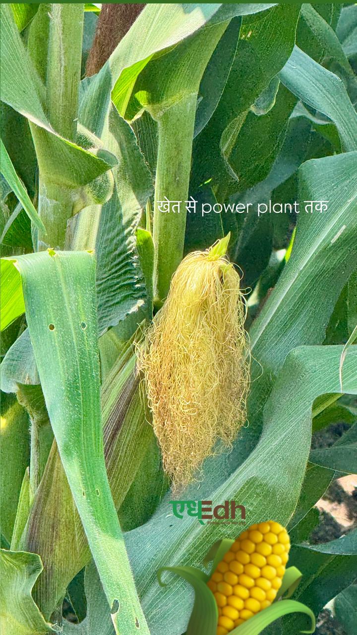 Maize crop moving from farm to power plant