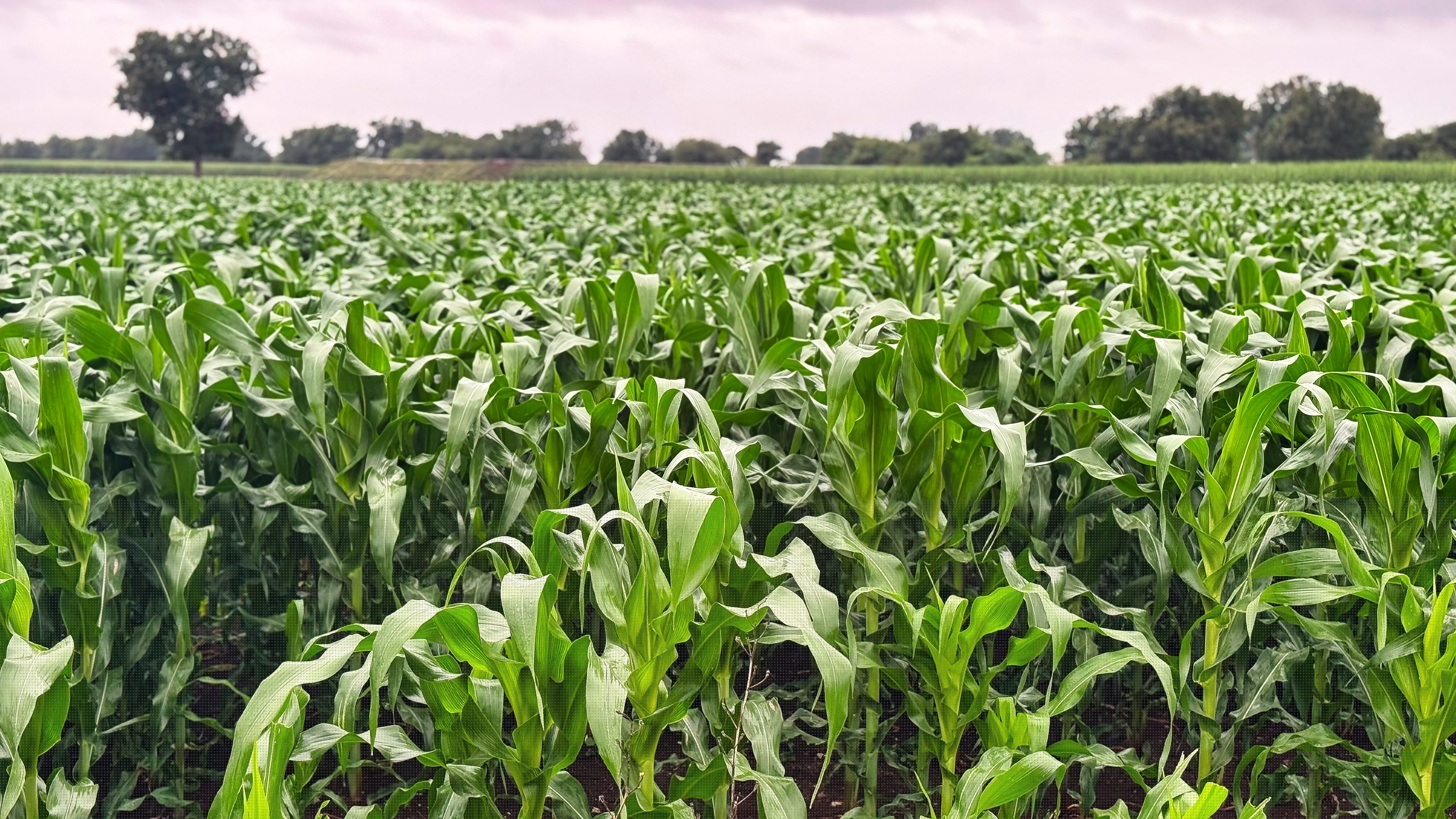 Maize fields powering the supply chain